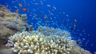 世界No.1マーシャル諸島の芸術的なサンゴで感動しませんか？