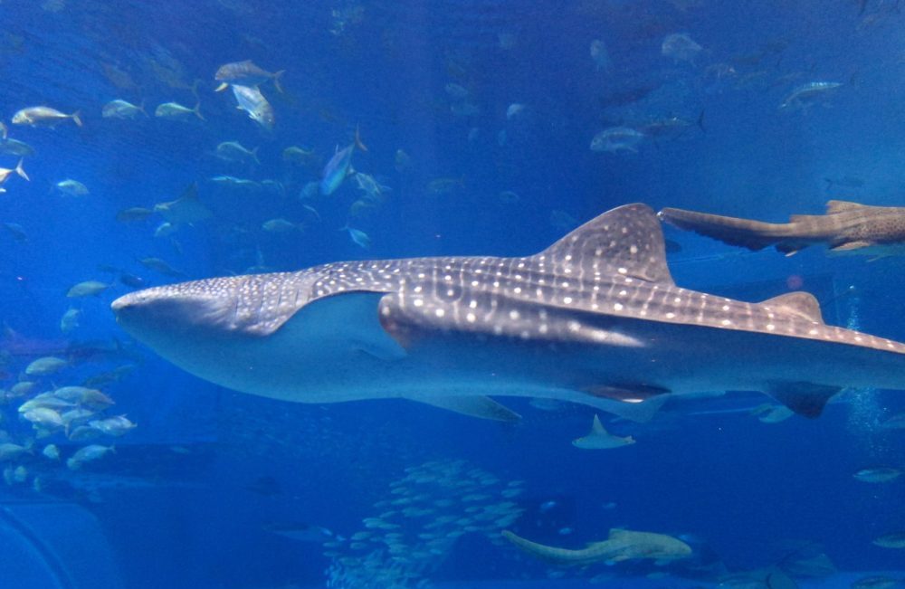 現生最大の魚「ジンベイザメ」 | 大阪でダイビングスクール