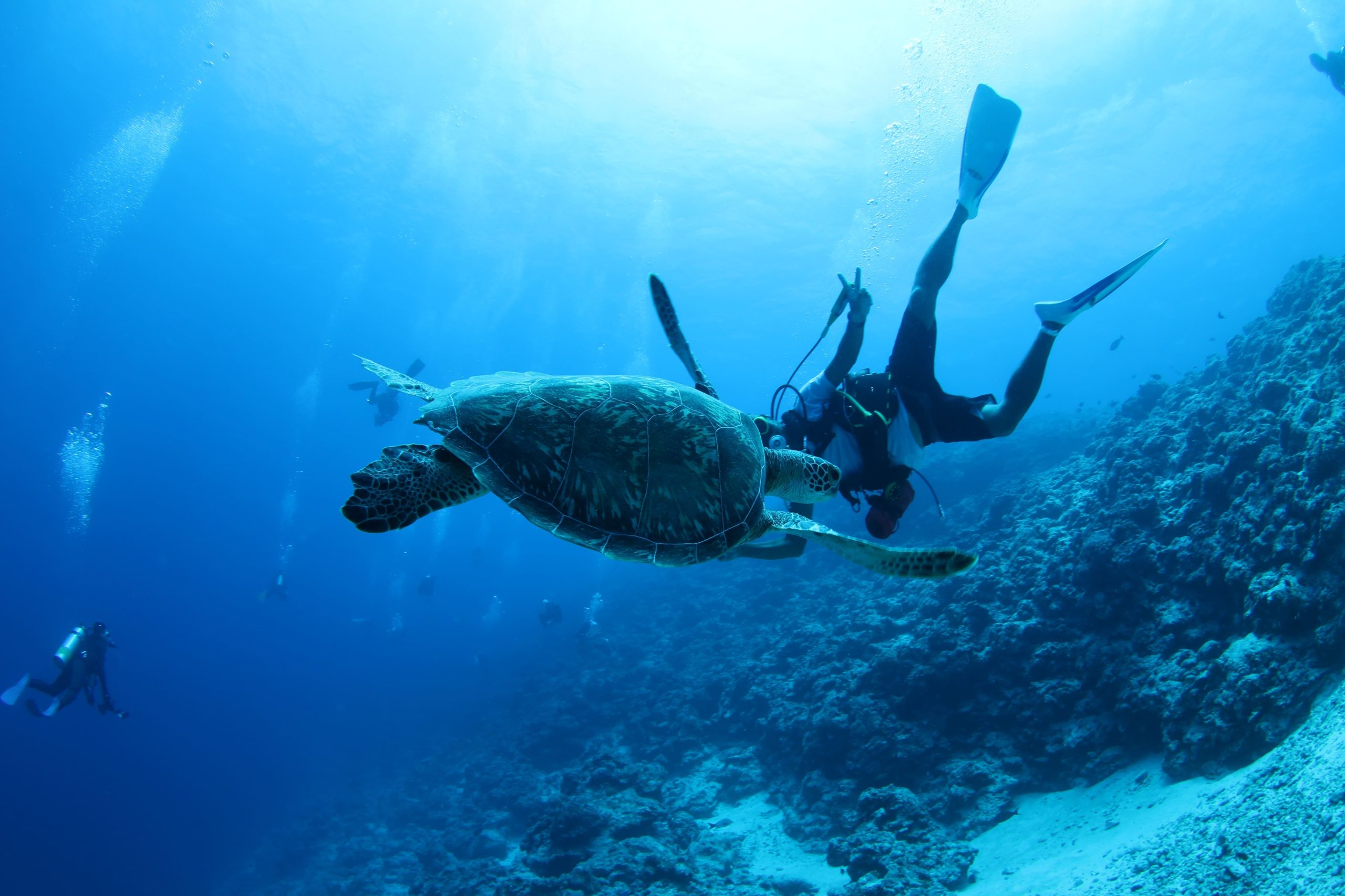パラオ | 大阪でダイビングスクール・ライセンス取得｜29,800円